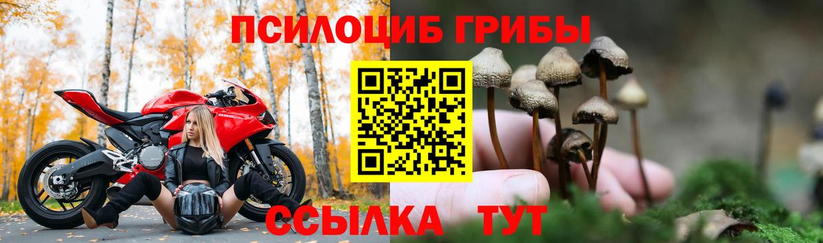 Галлюциногенные грибы Psilocybe  Вход с VPN  купить   Рассказово 
